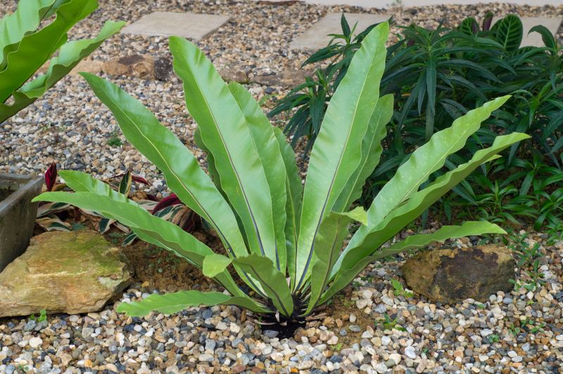 Garden Design Specialists